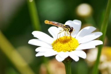 Pollinator Attractors