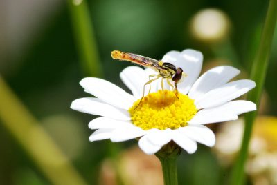 Pollinator Attractors